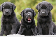 ЯКартинка.РФ-2560х1440.-Милые-собаки-16