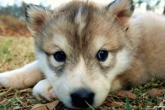 ЯКартинка.РФ-2560х1440.-Милые-собаки-19