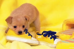 ЯКартинка.РФ-2560х1440.-Милые-собаки-2