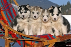 ЯКартинка.РФ-2560х1440.-Милые-собаки-20