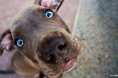 ЯКартинка.РФ-2560х1440.-Милые-собаки-22