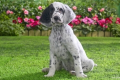 ЯКартинка.РФ-2560х1440.-Милые-собаки-23