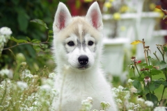 ЯКартинка.РФ-2560х1440.-Милые-собаки-24