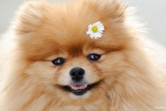 ЯКартинка.РФ-2560х1440.-Милые-собаки-25