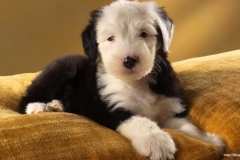 ЯКартинка.РФ-2560х1440.-Милые-собаки-27