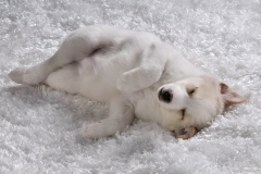 ЯКартинка.РФ-2560х1440.-Милые-собаки-28