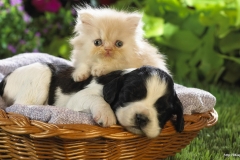 ЯКартинка.РФ-2560х1440.-Милые-собаки-29