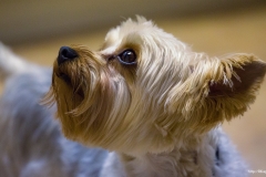 ЯКартинка.РФ-2560х1440.-Милые-собаки-3