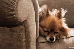 ЯКартинка.РФ-2560х1440.-Милые-собаки-31