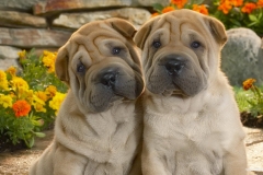 ЯКартинка.РФ-2560х1440.-Милые-собаки-32