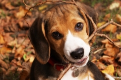 ЯКартинка.РФ-2560х1440.-Милые-собаки-33