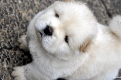 ЯКартинка.РФ-2560х1440.-Милые-собаки-35