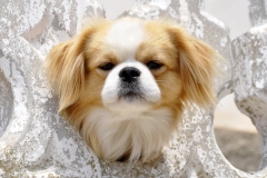 ЯКартинка.РФ-2560х1440.-Милые-собаки-37