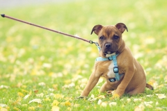 ЯКартинка.РФ-2560х1440.-Милые-собаки-38