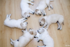 ЯКартинка.РФ-2560х1440.-Милые-собаки-39