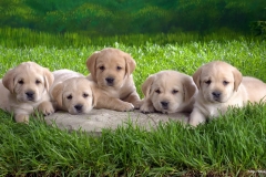 ЯКартинка.РФ-2560х1440.-Милые-собаки-4