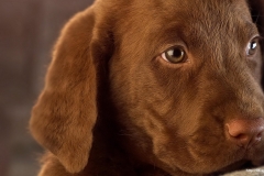 ЯКартинка.РФ-2560х1440.-Милые-собаки-40