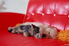 ЯКартинка.РФ-2560х1440.-Милые-собаки-41