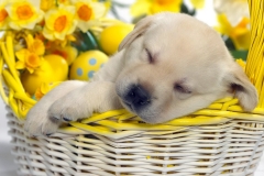 ЯКартинка.РФ-2560х1440.-Милые-собаки-42