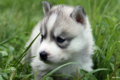 ЯКартинка.РФ-2560х1440.-Милые-собаки-43