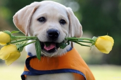 ЯКартинка.РФ-2560х1440.-Милые-собаки-44