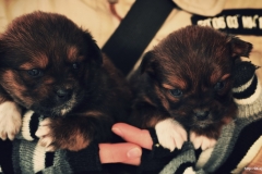 ЯКартинка.РФ-2560х1440.-Милые-собаки-46