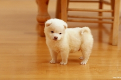 ЯКартинка.РФ-2560х1440.-Милые-собаки-47