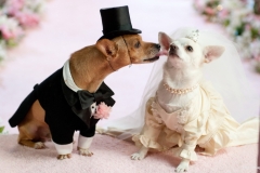 ЯКартинка.РФ-2560х1440.-Милые-собаки-48