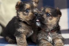 ЯКартинка.РФ-2560х1440.-Милые-собаки-49