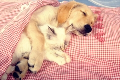 ЯКартинка.РФ-2560х1440.-Милые-собаки-5