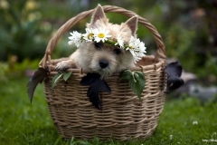 ЯКартинка.РФ-2560х1440.-Милые-собаки-50