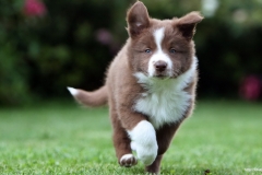 ЯКартинка.РФ-2560х1440.-Милые-собаки-52