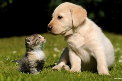 ЯКартинка.РФ-2560х1440.-Милые-собаки-53