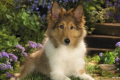 ЯКартинка.РФ-2560х1440.-Милые-собаки-54