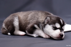 ЯКартинка.РФ-2560х1440.-Милые-собаки-56