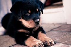 ЯКартинка.РФ-2560х1440.-Милые-собаки-57