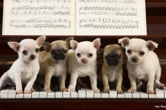 ЯКартинка.РФ-2560х1440.-Милые-собаки-58