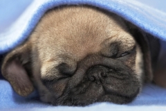 ЯКартинка.РФ-2560х1440.-Милые-собаки-59