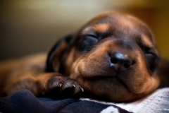 ЯКартинка.РФ-2560х1440.-Милые-собаки-6