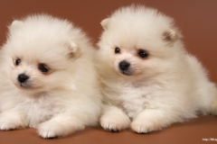 ЯКартинка.РФ-2560х1440.-Милые-собаки-62