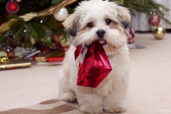 ЯКартинка.РФ-2560х1440.-Милые-собаки-63