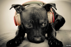 ЯКартинка.РФ-2560х1440.-Милые-собаки-64