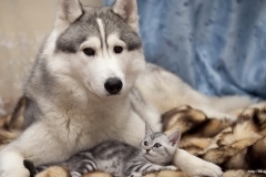 ЯКартинка.РФ-2560х1440.-Милые-собаки-65