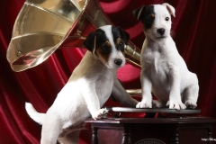 ЯКартинка.РФ-2560х1440.-Милые-собаки-68