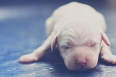 ЯКартинка.РФ-2560х1440.-Милые-собаки-69