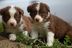 ЯКартинка.РФ-2560х1440.-Милые-собаки-7