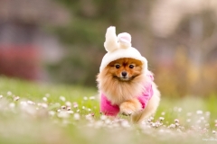 ЯКартинка.РФ-2560х1440.-Милые-собаки-71