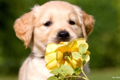 ЯКартинка.РФ-2560х1440.-Милые-собаки-72