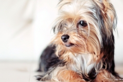 ЯКартинка.РФ-2560х1440.-Милые-собаки-73