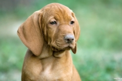 ЯКартинка.РФ-2560х1440.-Милые-собаки-75